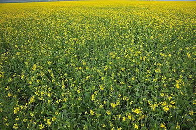 好评连连赞不绝口 《地平线：西之绝境》荣誉宣传片赏