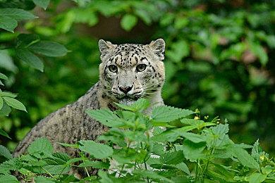 宝可梦诉讼《口袋妖怪复刻》侵权案胜诉：赔偿1.07亿元